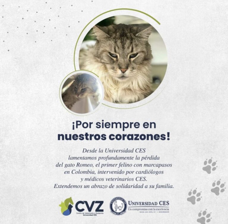 Murió Romeo, el primer gato en tener un marcapasos en Colombia