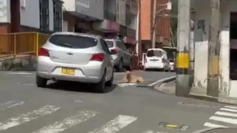 Conductor Imprudente Atropella a Perrito en Girardota: Autoridades Actúan con Rapidez